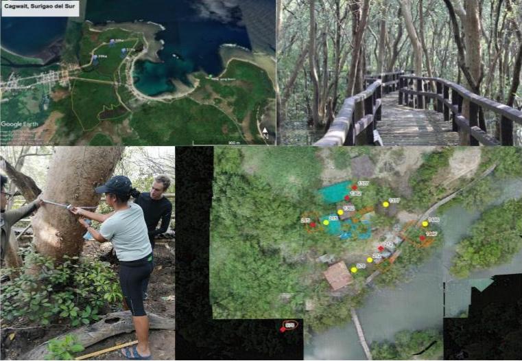 Four panel image: Top left and bottom right: maps of forest landscape. Top right: a wooden bridge going through the woods. Bottom left: a woman measuring a tree while two men help.