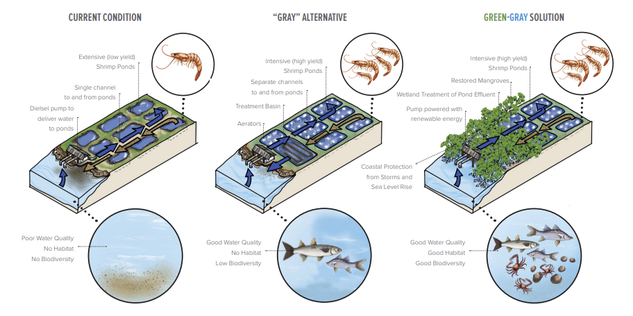 A figure picturing illustrations of the current conditions, “gray” alternatives and green-gray solutions for shrimp aquaculture.