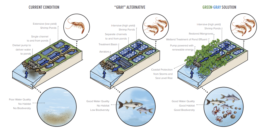 A figure picturing illustrations of the current conditions, “gray” alternatives and green-gray solutions for shrimp aquaculture. A figure picturing illustrations of the current conditions, “gray” alternatives and green-gray solutions for shrimp aquaculture.