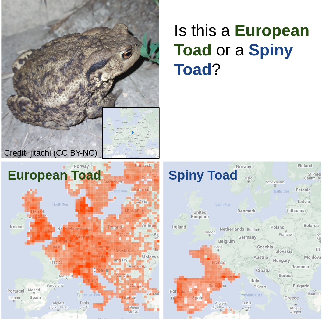 Image of Toad with Maps