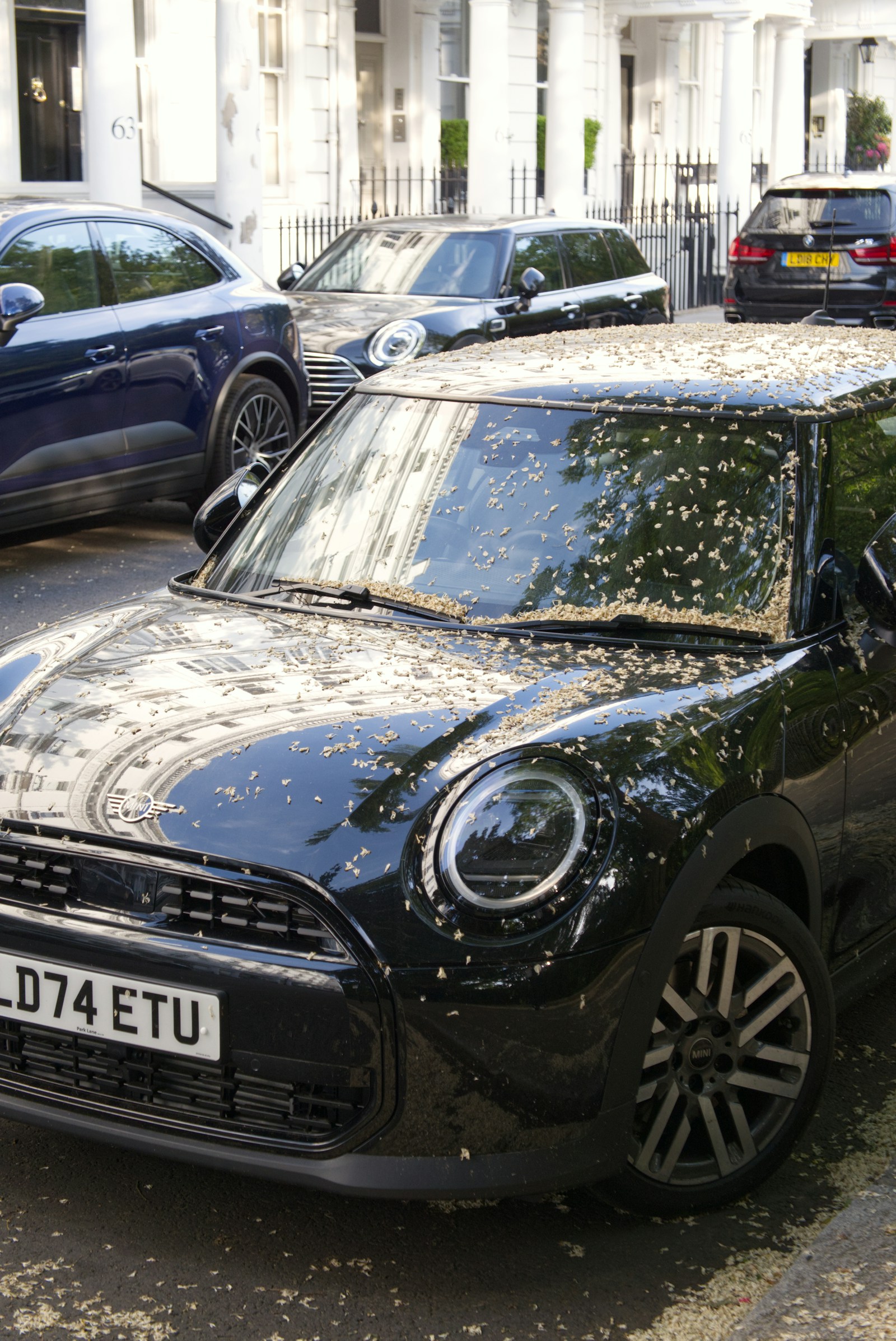 black mini cooper covered in fallen petals on street